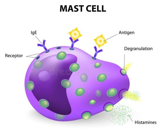The Multifaceted Role of Mast Cells in Cancer